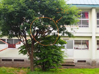 見つけてしまうと、そこしか目がいかなくなるから不思議です