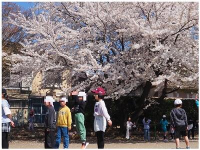 桜の木の下でもドッジボール