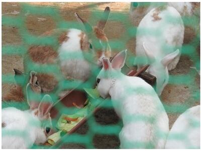 食欲旺盛なうさぎたち