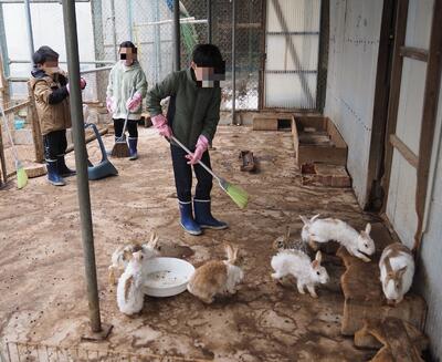 うさぎのお世話を頑張る３年生