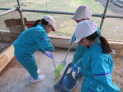 うさぎ小屋の掃除